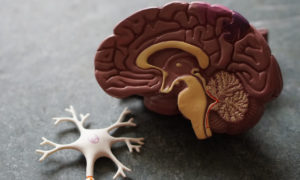 Plastic model of a brain and neuron (brain split in half to see the inside parts)