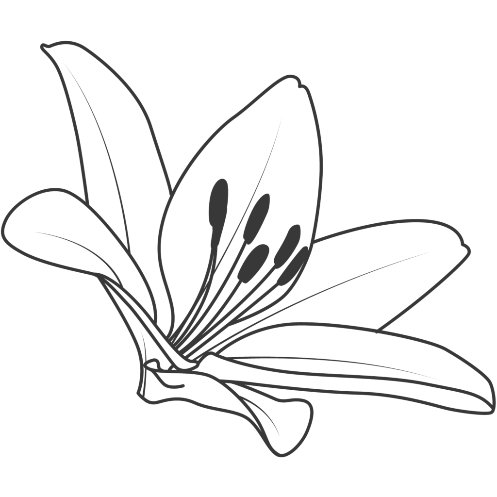 Outline of a lily - used as bullet points