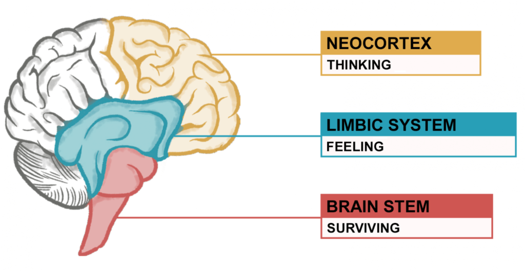 Diagram of the 3 parts of the brain - brain stem (surviving), limbic system (feeling), neocortex (thinking). These 3 parts function optimally when we're calm.