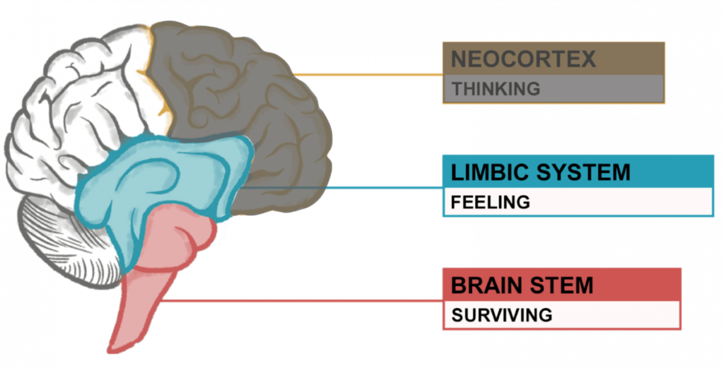 Diagram of the 3 parts of the brain when stressed. The brain stem (surviving) and limbic system (feeling) are online and functioning optimally. The neocortex (thinking, human brain) is shut offline to help us survive.