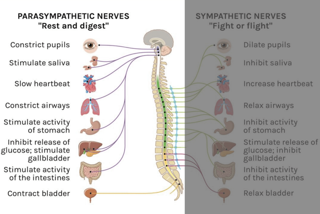 Diagram of the anatomy of the Autonomic Nervous System in the state of Rest & Digest, and all the organ and bodily system functions in this state.