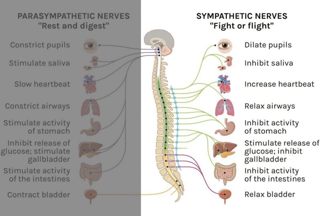 Diagram of the anatomy of the Autonomic Nervous System in the state of Fight or Flight, and all the organ and bodily system functions in this state.